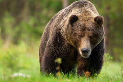 350 de ursi vor fi impuscati in slovacia dupa ce o persoana a fost ucisa saptamana trecuta guvernul lui fico da exemplu romania 67ed4c47ddcd4