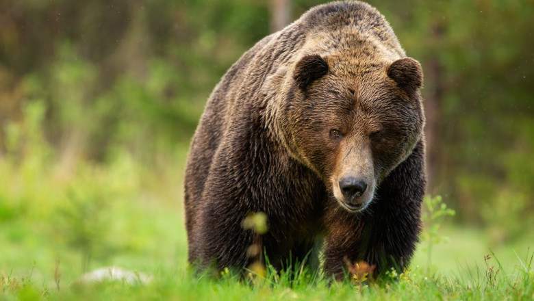 350 de ursi vor fi impuscati in slovacia dupa ce o persoana a fost ucisa saptamana trecuta guvernul lui fico da exemplu romania 67ed4c47ddcd4