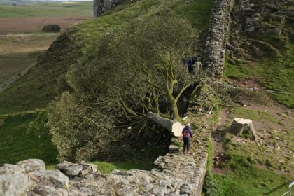 barbatii care au taiat copacul lui robin hood vechi de 200 de ani au ajuns in instanta un act de vandalism stupid 6810ffb917142