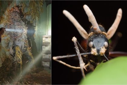 ce este ciuperca zombi si care este riscul ca lumea sa fie devastata de o pandemie fungica la fel ca in serialul the last of us 680dae298dced