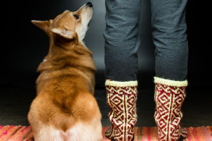 cercetatorii au testat cat de bine inteleg animalele limbajul uman ce au descoperit 67f0bdd26acb9