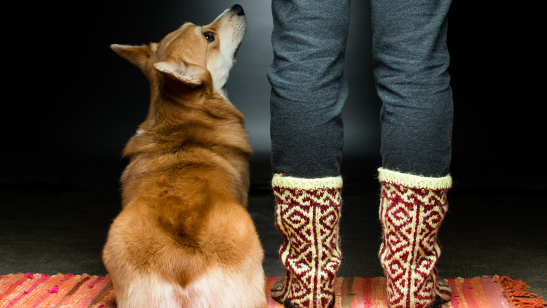 cercetatorii au testat cat de bine inteleg animalele limbajul uman ce au descoperit 67f0bdd26acb9