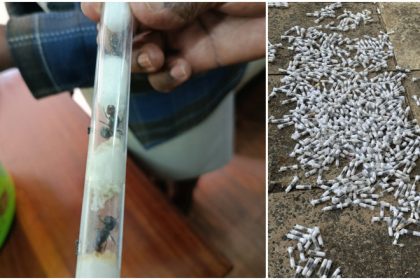 contrabandisti de furnici rare prinsi in kenya 5000 de insecte urmau sa ajunga in pietele de animale exotice din europa si asia 67fd694548561