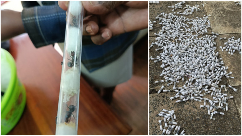 contrabandisti de furnici rare prinsi in kenya 5000 de insecte urmau sa ajunga in pietele de animale exotice din europa si asia 67fd694548561