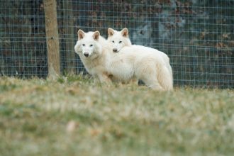 controversa lupilor stravechi readusi la viata de cercetatori problemele etice ridicate de unii oameni de stiinta 67fbd1b0a4cf7