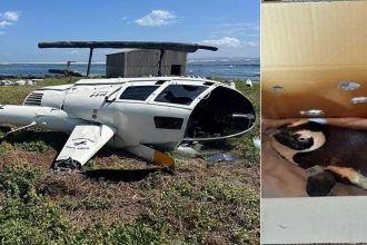 cum a provocat un pinguin prabusirea unui elicopter in africa de sud 67f81b10859c8