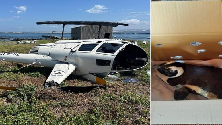 cum a provocat un pinguin prabusirea unui elicopter in africa de sud 67f81b10859c8