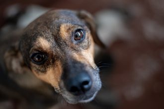 cum vede aspa protectia animalelor in viitor sterilizare non chirugicala si interventii mai rapide 68039788abd2a