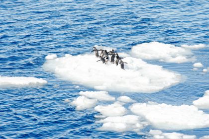 de ce au impus statele unite tarife pentru insulele locuite doar de pinguini explicatia secretarului pentru comert al sua 67f358555afb0