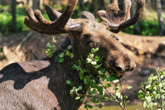 elanii fac rating la televiziunea publica din suedia marea migratie urmarita de milioane de telespectatori 68064fa13a0f0