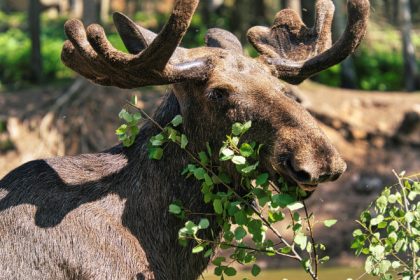 elanii fac rating la televiziunea publica din suedia marea migratie urmarita de milioane de telespectatori 68064fa13a0f0