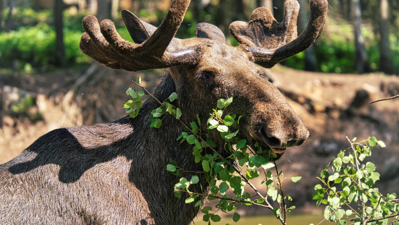 elanii fac rating la televiziunea publica din suedia marea migratie urmarita de milioane de telespectatori 68064fa13a0f0