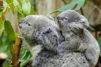 foto sute de koala sunt impuscati din elicoptere in australia multi pui sunt lasati sa sufere e dezgustator si crud care este motivul 680658c52189a