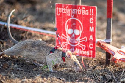 foto un sobolan antrenat sa depisteze mine terestre a stabilit un nou record mondial cate dispozitive explozive a gasit ronin 67f25c5c98c05