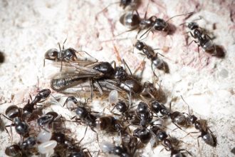 furnicile agresive care napadesc nordul germaniei micile invadatoare provoaca pene de curent si intrerup conexiunile la net 67f92d486bd5f