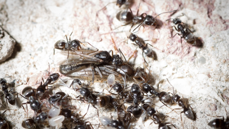 furnicile agresive care napadesc nordul germaniei micile invadatoare provoaca pene de curent si intrerup conexiunile la net 67f92d486bd5f