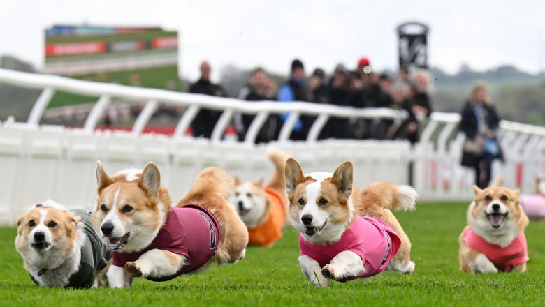 galerie foto distractie 100 britanica corgi derby cursa cainilor cu picioare scurte este un carnagiu absolut dar foarte distractiv 68054565858dc