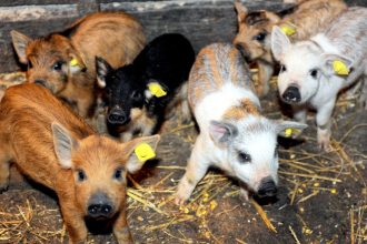 guvernul a alocat 15 milioane lei printr o schema de ajutor pentru crescatorii de porci din rasele bazna si mangalita 67ffba06dad38