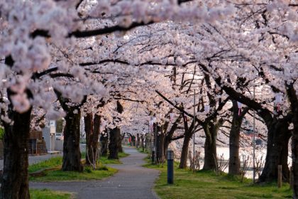 japonia foloseste inteligenta artificiala pentru a salva florile de cires cum functioneaza sakura ai camera 67f620d1014d9