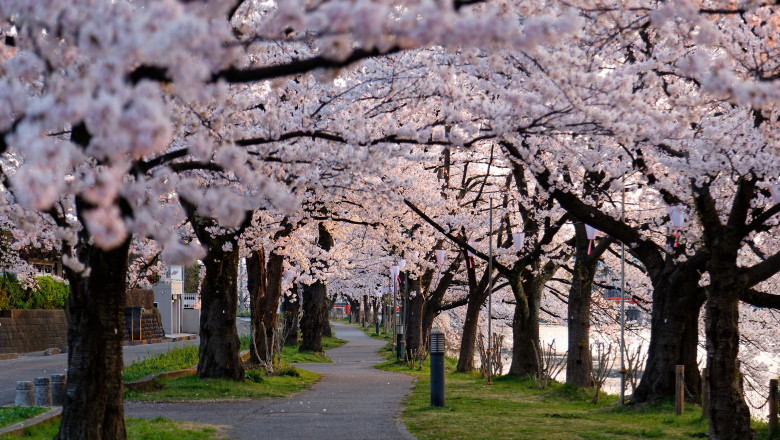 japonia foloseste inteligenta artificiala pentru a salva florile de cires cum functioneaza sakura ai camera 67f620d1014d9