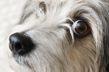 mai multi parlamentari sos romania propun infiintarea registrului national al persoanelor care au comis cruzimi asupra animalelor 68037f28ea292