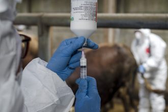 marea britanie interzice branza si carnea din ue pentru a opri raspandirea febrei aftoase 6800d4aceb98a