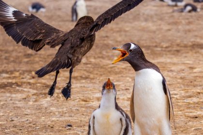 motivul pentru care unele pasari nu zboara costurile depasesc beneficiile explicatia oamenilor de stiinta 67f0bdd6e4883