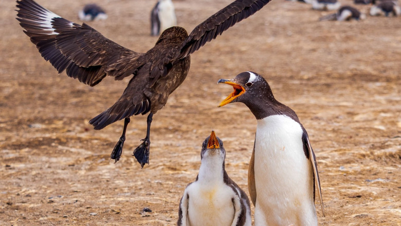 motivul pentru care unele pasari nu zboara costurile depasesc beneficiile explicatia oamenilor de stiinta 67f0bdd6e4883