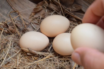 olandezii sunt avertizati sa nu manance ouale gainilor de curte din cauza chimicalelor descoperite in urma unor controale 67fe74772cc84