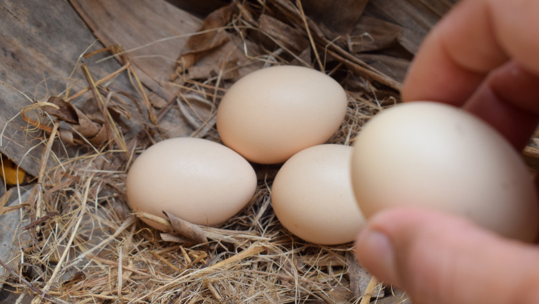 olandezii sunt avertizati sa nu manance ouale gainilor de curte din cauza chimicalelor descoperite in urma unor controale 67fe74772cc84