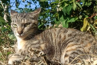 pisicile fara stapan cel mai mare pericol la adresa animalelor indigene din australia concluziile unui studiu pe baza de adn 67f0bde8bce48