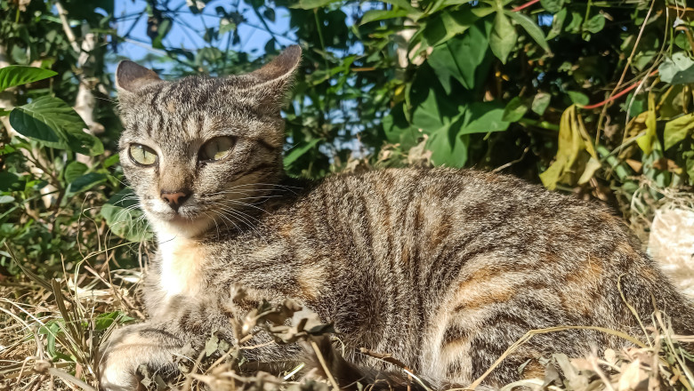 pisicile fara stapan cel mai mare pericol la adresa animalelor indigene din australia concluziile unui studiu pe baza de adn 67f0bde8bce48