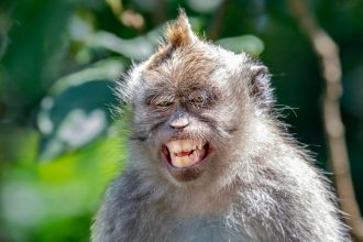 secretul vocalizelor alpine de ce maimutele sunt imbatabile la yodel studiu 67fad365334f4