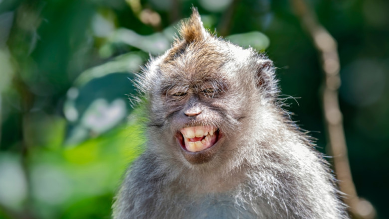 secretul vocalizelor alpine de ce maimutele sunt imbatabile la yodel studiu 67fad365334f4