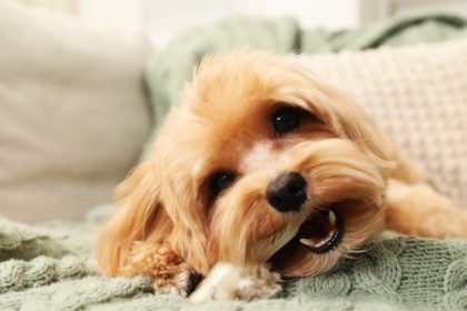 sterilizarea cainilor cu sau fara stapan ar putea deveni obligatorie ce prevede noul proiect de lege 67f91744d5771