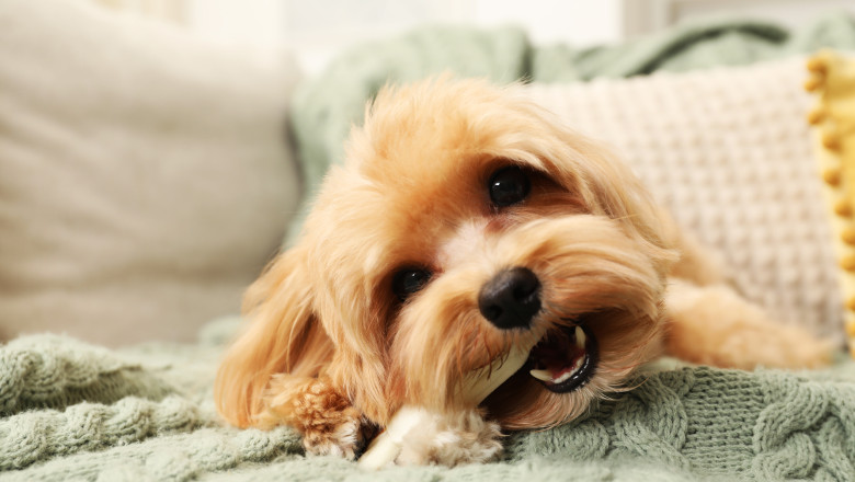 sterilizarea cainilor cu sau fara stapan ar putea deveni obligatorie ce prevede noul proiect de lege 67f91744d5771