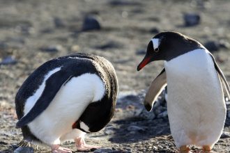 trump a impus tarife de 10 asupra a doua insule locuite doar de pinguini 67ee564891d28