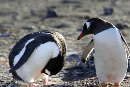 trump a impus tarife de 10 asupra a doua insule locuite doar de pinguini 67ee564891d28