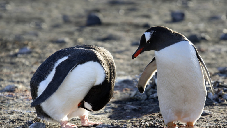 trump a impus tarife de 10 asupra a doua insule locuite doar de pinguini 67ee564891d28