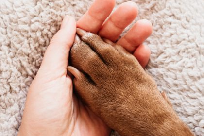 un animal de companie la fel de benefic pentru bunastarea noastra precum un sot sau o sotie arata un studiu 67f97e61141b2