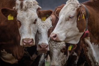 ungaria a detectat al cincilea focar de febra aftoasa si sacrifica tot mai multe bovine 68013e207408f