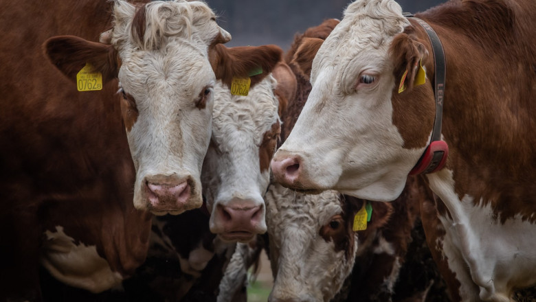 ungaria a detectat al cincilea focar de febra aftoasa si sacrifica tot mai multe bovine 68013e207408f