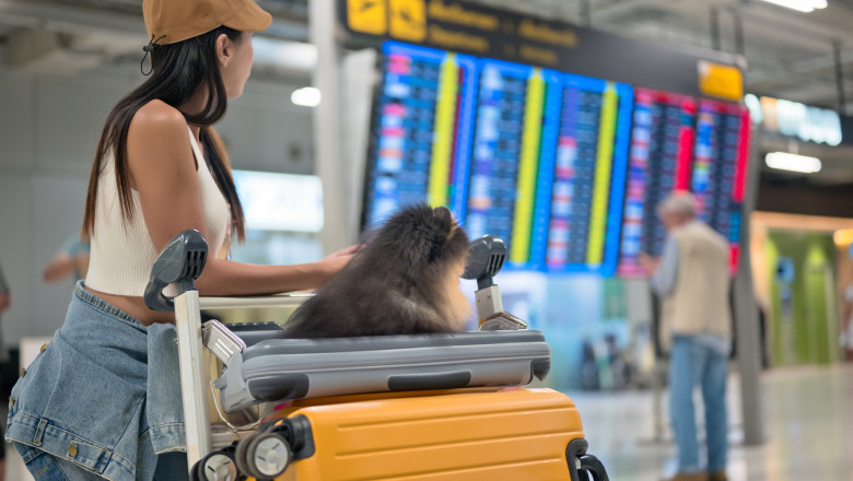 video aeroporturile din europa devin pet friendly cand ar putea aparea si in romania spatii speciale pentru animale nu am avut cereri 67ebc26ac2cce