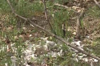 video alerta sanitara in braila sute de porumbei morti au fost gasiti intr o padure de langa lacu sarat 67ebc1c91d422