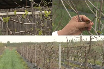 video arborii exotici care au castigat pariul cu vremea capricioasa din romania rezista mai bine la seceta si ger decat piersicii sau caisii 680b3f9d4e63f