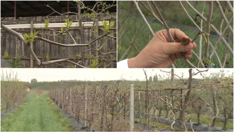 video arborii exotici care au castigat pariul cu vremea capricioasa din romania rezista mai bine la seceta si ger decat piersicii sau caisii 680b3f9d4e63f
