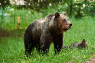 video cazul salvamontistului din predeal ursoaica a fost impuscata puii au fost tranchilizati cipati si eliberati in padure 67ebc12700798