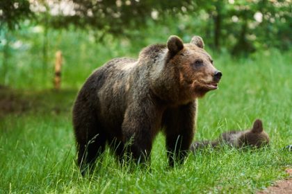 video cazul salvamontistului din predeal ursoaica a fost impuscata puii au fost tranchilizati cipati si eliberati in padure 67ebc12700798