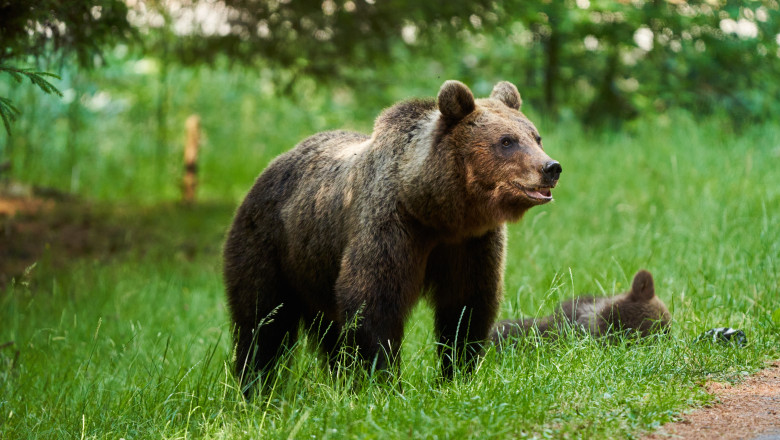 video cazul salvamontistului din predeal ursoaica a fost impuscata puii au fost tranchilizati cipati si eliberati in padure 67ebc12700798