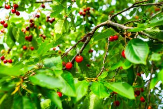 video cirese mai scumpe in 2025 gerul din aprilie a compromis complet livezile din unele zone ale tarii 68109ab63c2d7